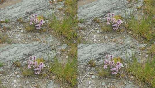 岩石上生长的紫色花朵高清在线视频素材下载