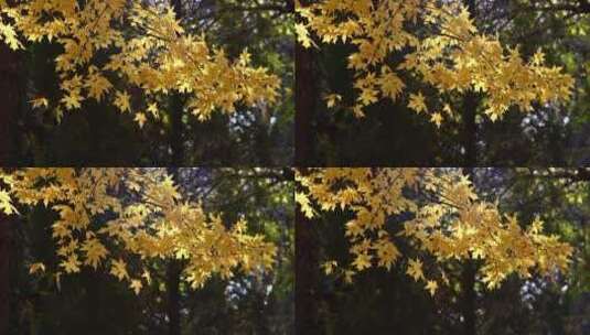 秋天的枫叶高清在线视频素材下载