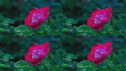 玫瑰花 月季花 鲜花 露水 春暖花开高清在线视频素材下载