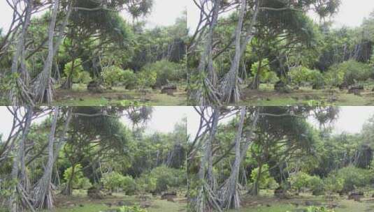 考艾岛高跷根的潘丹树高清在线视频素材下载