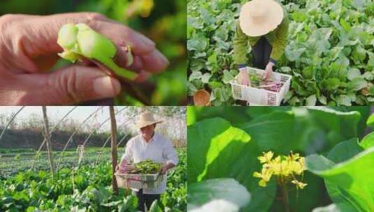 红菜苔产地高清在线视频素材下载