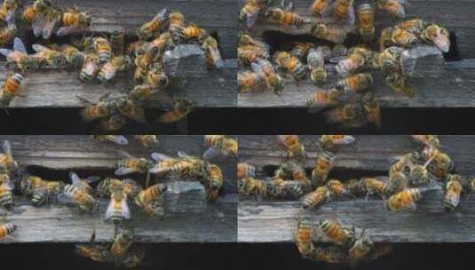4K蜜蜂蜂蜜蜂箱升格高清在线视频素材下载