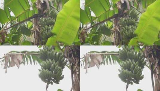 香蕉 香蕉树高清在线视频素材下载