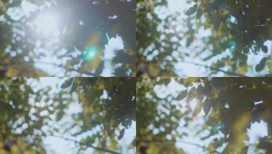 夏天逆光的叶子2高清在线视频素材下载