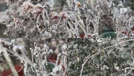 雾凇下的美景植物视频合集高清在线视频素材下载