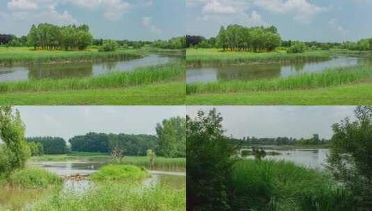 蒲河湿地自然景观高清在线视频素材下载