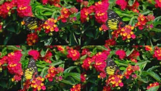 花园花丛中蝴蝶飞舞 五色梅高清在线视频素材下载