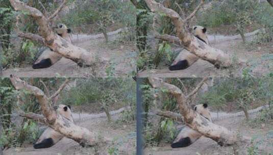 国宝熊猫 动物园 可爱的熊猫高清在线视频素材下载