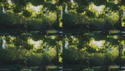 风中晃动的枫树唯美空镜高清在线视频素材下载