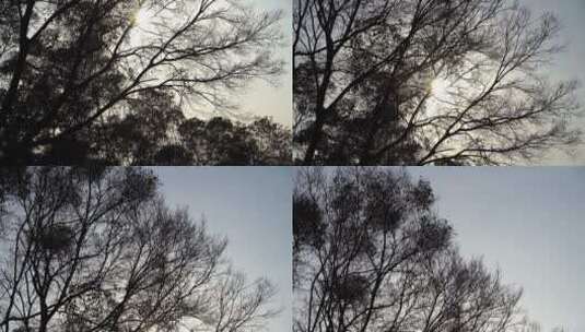 仰望树林阳光抬头看树林天空仰拍树木剪影高清在线视频素材下载