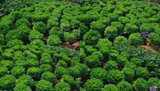 羽衣甘蓝菜园菜地种菜椰菜花高清在线视频素材下载