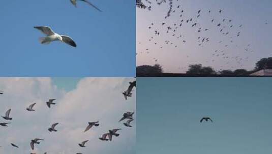 在天空自由翱翔的鸟儿 视频合集高清在线视频素材下载