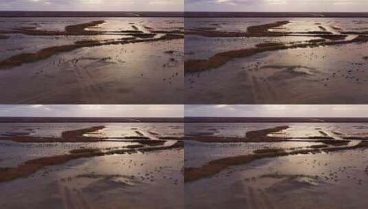 黄河三角洲湿地鸟群高清在线视频素材下载