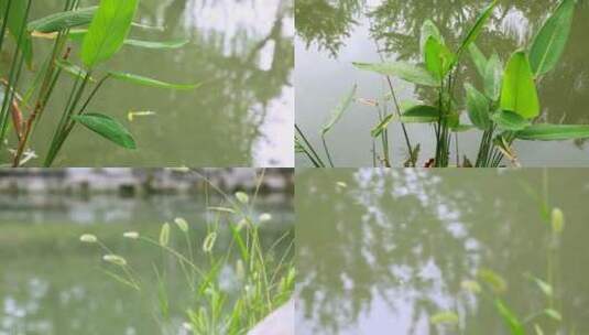 水边茅草空镜头高清在线视频素材下载