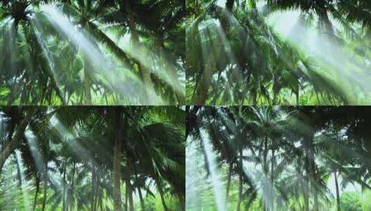 阳光树林 椰林 椰树 椰子树 丁达尔效应高清在线视频素材下载