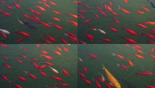 池塘里游动的锦鲤高清在线视频素材下载