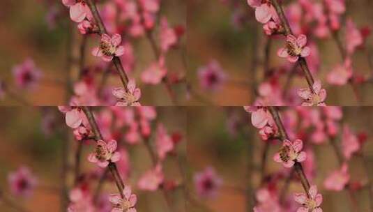 春天桃花蜜蜂采蜜高清在线视频素材下载