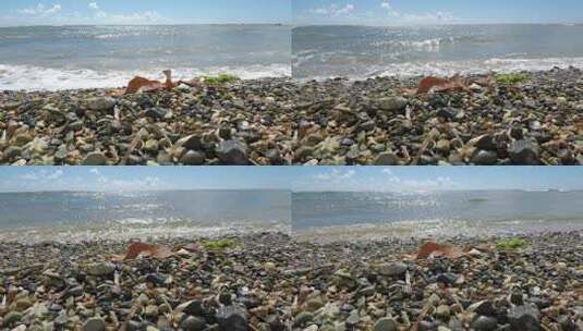 海浪冲击海滩高清在线视频素材下载