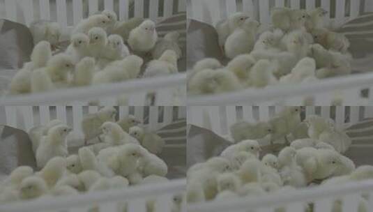 养鸡场刚出生的小鸡LOG高清在线视频素材下载