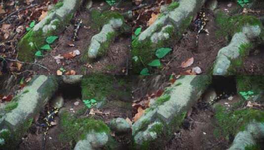 蝾螈蜥蜴森林爬行高清在线视频素材下载