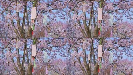 春天盛开的樱花树祈福高清在线视频素材下载