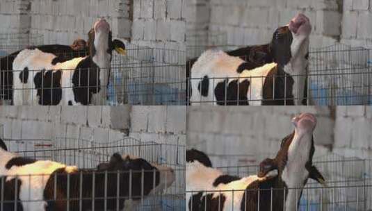 奶牛 小奶牛 奶牛场 奶牛养殖 (76)高清在线视频素材下载