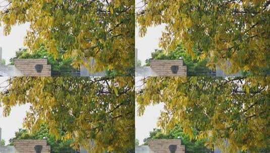 秋天树叶风吹树叶落叶风景自然风光高清在线视频素材下载