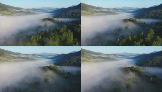 在清晨的雾中飞越森林高清在线视频素材下载