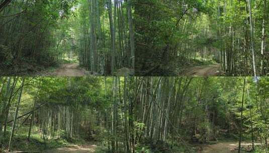 茂密的竹林高清在线视频素材下载