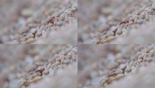 爬行的蚂蚁特写高清在线视频素材下载