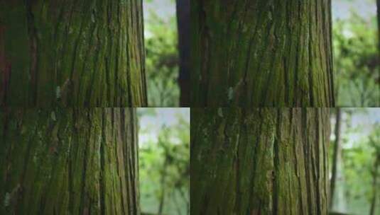 【正版素材】大自然树干特写绿色苔藓高清在线视频素材下载