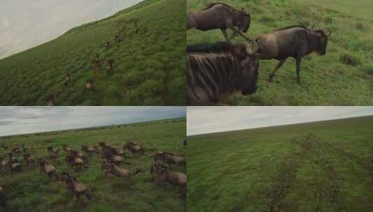 FPV无人机航拍斑马群野牛群羚羊草原奔跑高清在线视频素材下载