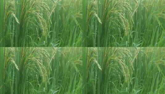 雨中的稻穗水稻特写雨露水珠田野高清在线视频素材下载