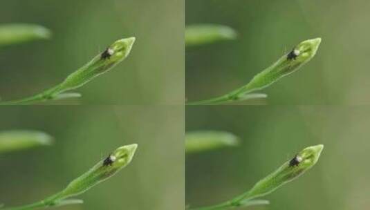微距微观世界昆虫高清在线视频素材下载