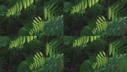 热带雨林绿色植物高清在线视频素材下载