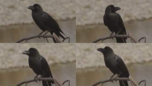 黑色乌鸦的特写高清在线视频素材下载