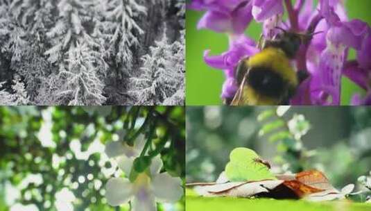 一年四季变换自然昆虫花朵空镜头视频素材高清在线视频素材下载