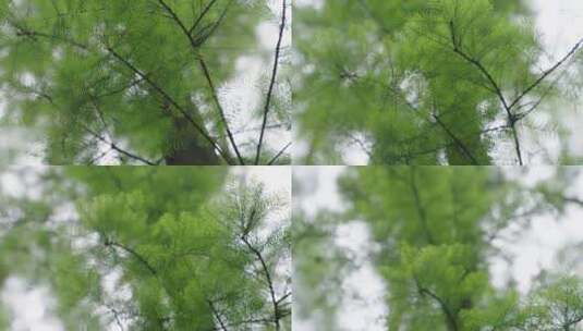 自然-树林-天空-平静-特写高清在线视频素材下载