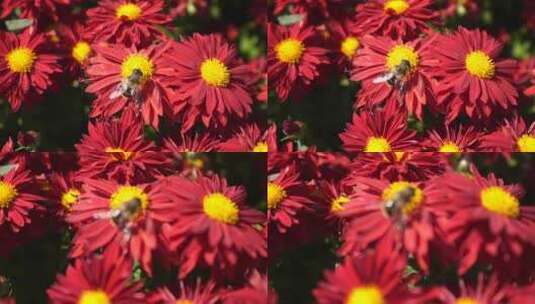 鲜花蜜蜂  昆虫高清在线视频素材下载