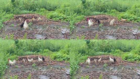 农田散养的鸡2高清在线视频素材下载
