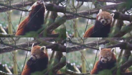 可爱的小熊猫小浣熊在树上活动高清在线视频素材下载