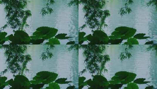 湖泊植物风景高清在线视频素材下载