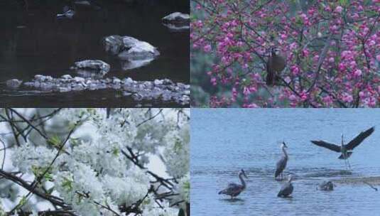 湿地鸟河花大自然高清在线视频素材下载