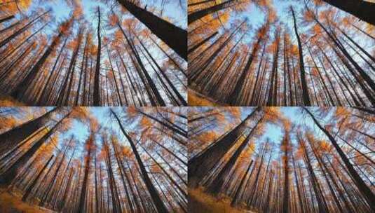 唯美秋天森林针叶林自然风景秋色高清在线视频素材下载