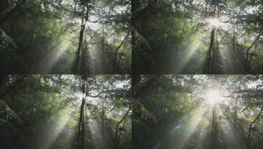 森林丁达尔光影晨雾树林唯美阳光树林高清在线视频素材下载