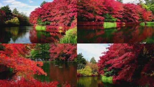 秋天秋季湖面枫树叶红叶林高清在线视频素材下载