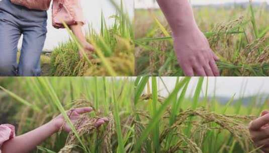 行走在稻田用手抚摸稻穗高清在线视频素材下载