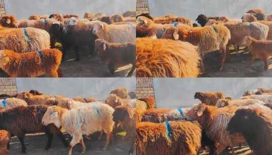 新疆伊犁特克斯草原过马路的羊高清在线视频素材下载