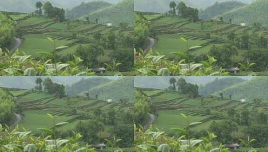 茶园 茶树 种植园 农场 绿茶种植园高清在线视频素材下载