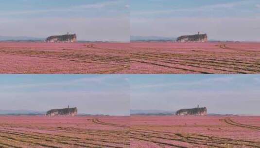 鄱阳湖粉色蓼子花海与鞋山航拍视频高清在线视频素材下载